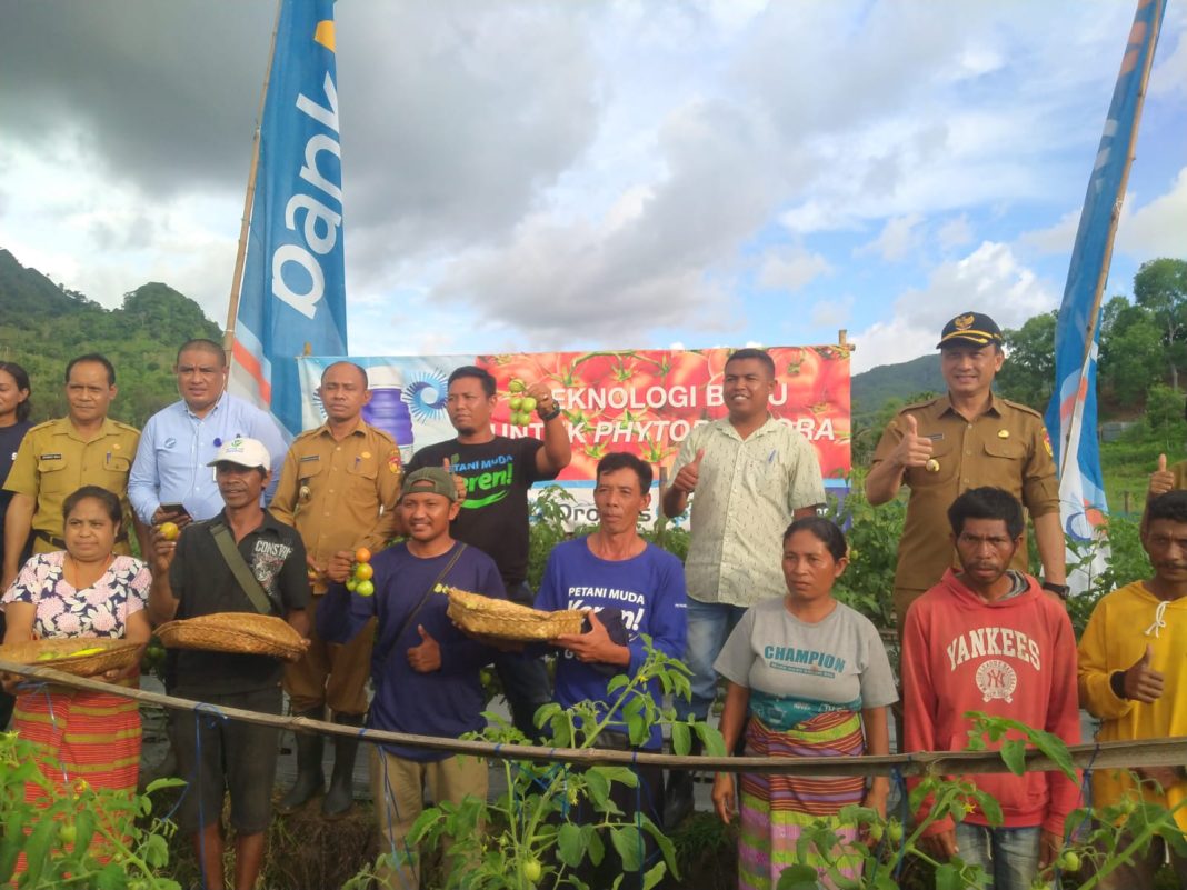 Diekspor Dari Belu, Penduduk Timor Leste Butuh Tomat dan Cabai