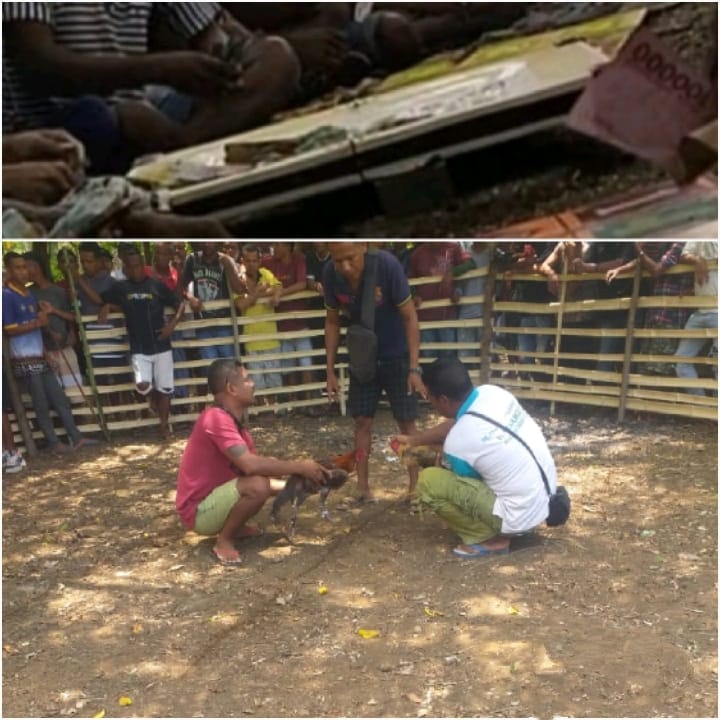 Pasar Sabete-Wedomu Yang Dibangun Presiden Jokowi Diramaikan Judi BG dan Sabung Ayam, Ada Pernyataan Uang Keamanan Wilayah!