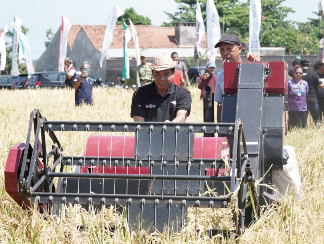 Penghujung Tahun 2023, Pj Bupati Buleleng Panen Padi Bersama Petani