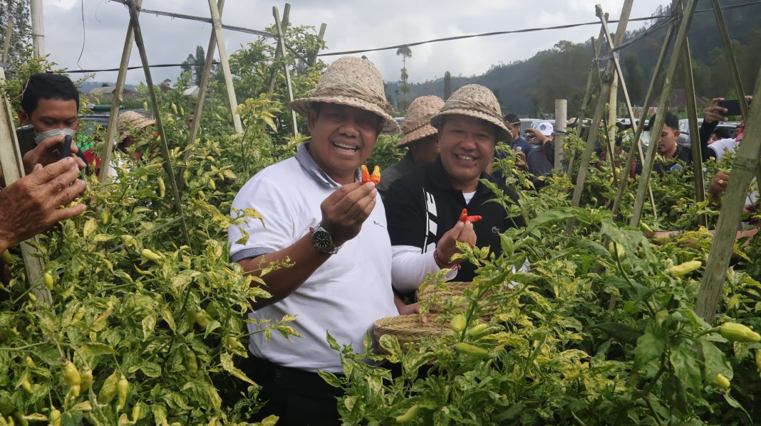Panen Cabai dan Bawang di Desa Songan B, Pj. Gubernur Bali Ucapkan Terimakasih Kepada Para Petani