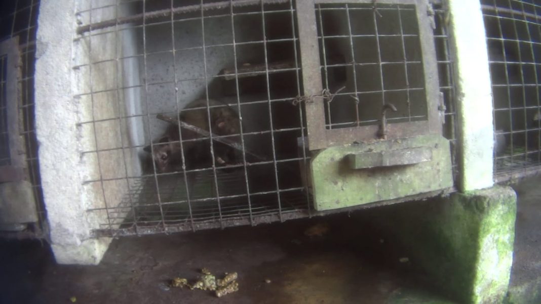 Demi Kualitas Kopi, Luwak di Bali Sangat Teraniaya dan Menderita