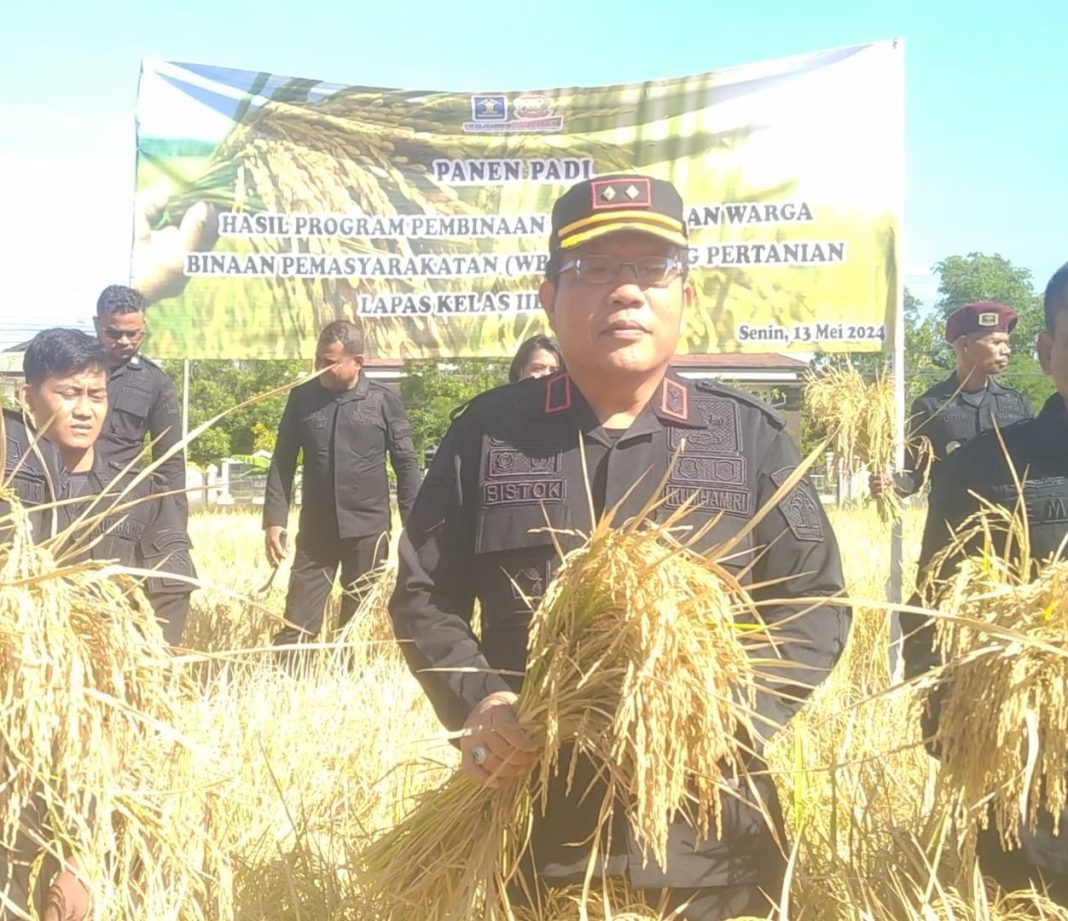 Kalapas Atambua Bistok Situngkir Panen Padi Jenis Ciherang Hasil Kerja Warga Binaan