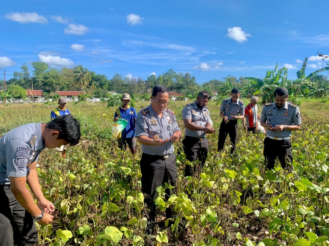 Panen Kacang Hijau Hasil Pertanian Warga Binaan, Kalapas Atambua Komitmen Asah Keterampilan Kerja
