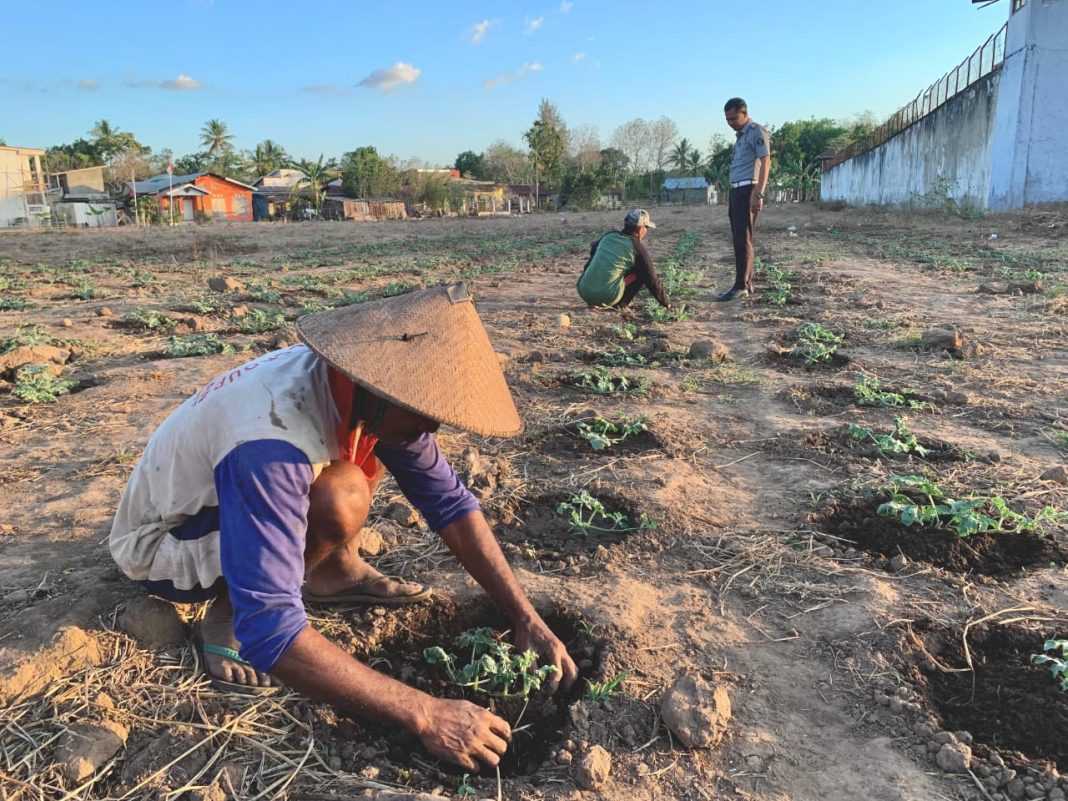 Pembinaan Bidang Pertanian, Warga Binaan Lapas Atambua Budidayakan Semangka