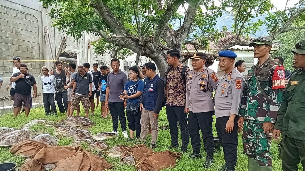 Polisi Buru Pelaku Penyelundupan 22 Ekor Penyu di Desa Pemuteran