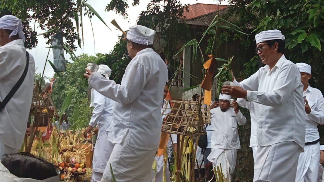 Setelah 45 Tahun, Upacara Mecaru Sapi Jantan Hitam Kembali Digelar di Desa Bulian