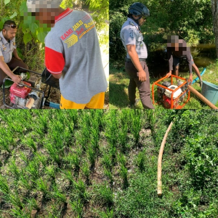 Jaga Kesuburan Padi, Warga Binaan Lapas Atambua Aliri Air di Sawah