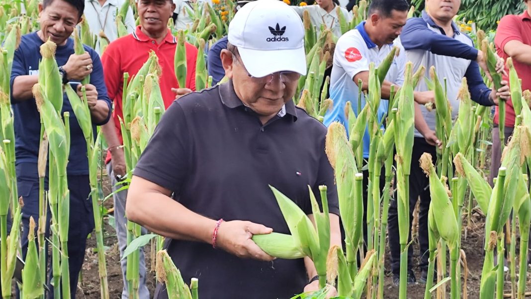 Panen Jagung Arumba, Wujud Pemkab Buleleng Dorong Ketahanan Pangan