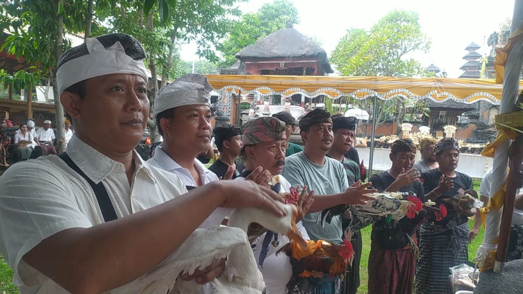 Mapepade, Ritual Pembersihan Hewan Yang Akan Digunakan Untuk Sarana Upacara Pecaruan