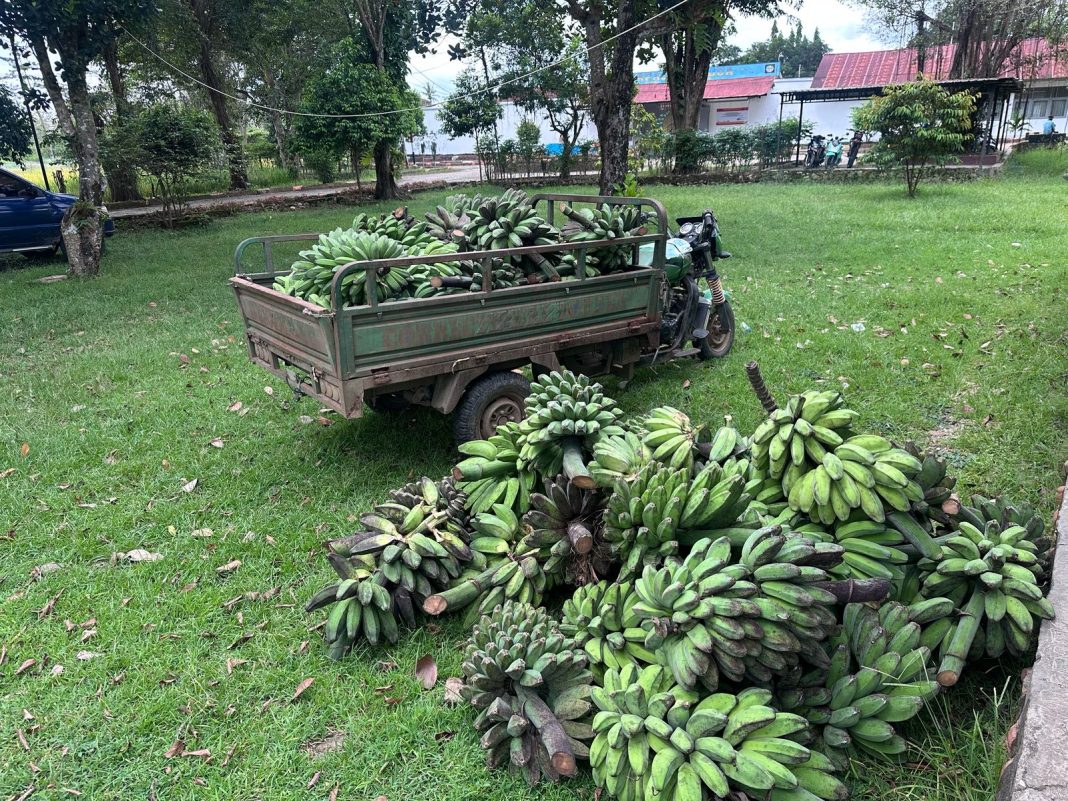 Pisang Hasil Pertanian WBP Lapas Atambua Habis Diborong Warga