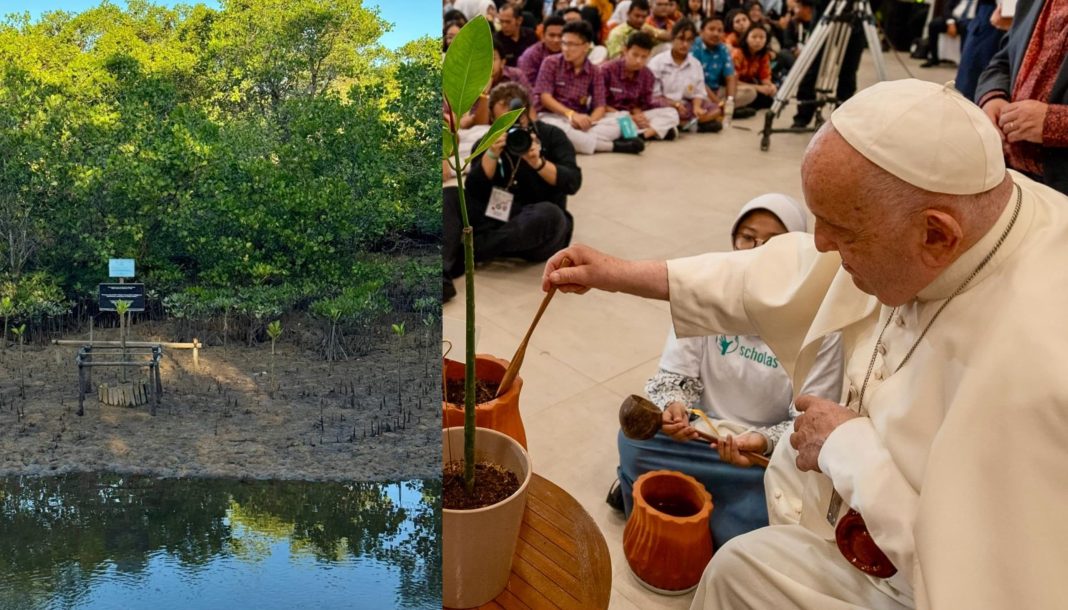 Mangrove Yang Diberkati Paus Fransiskus Tumbuh Subur di KEK Kura Kura Bali, Simbol Kasih, Aman dan Damai bagi Seluruh Makhluk Hidup