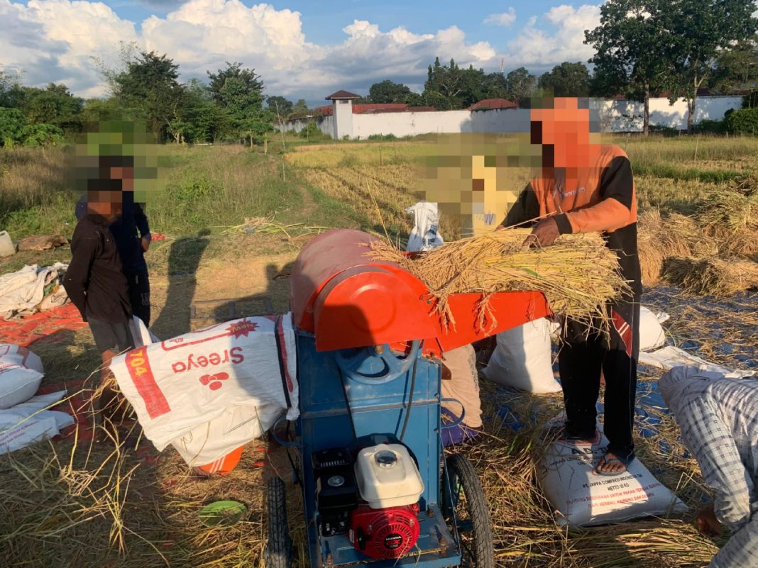 Lapas Atambua Panen dan Rontokan Gabah Padi Hasil Kerja Warga Binaan