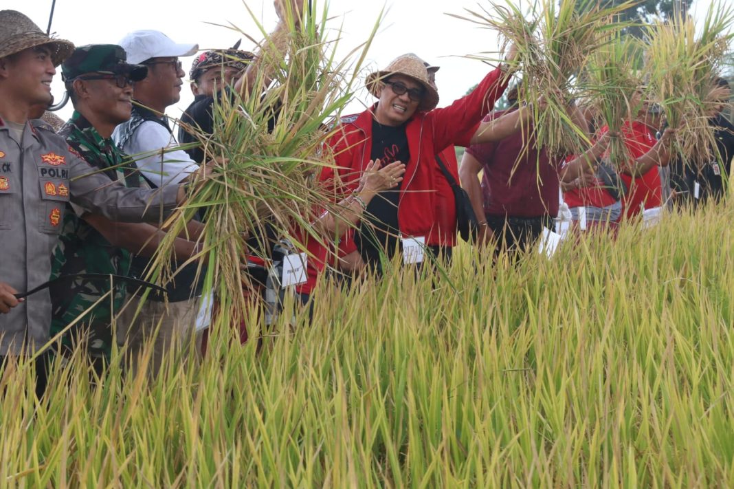 Bupati Sanjaya Hadiri Panen Raya di Subak Aseman, Tegaskan Komitmen Ketahanan Pangan Tabanan