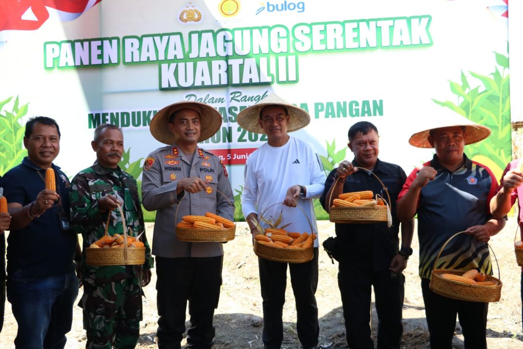 Pemkab dan Polres Buleleng Sinergi Tingkatkan Ketahanan Pangan Melalui Panen Jagung Serentak