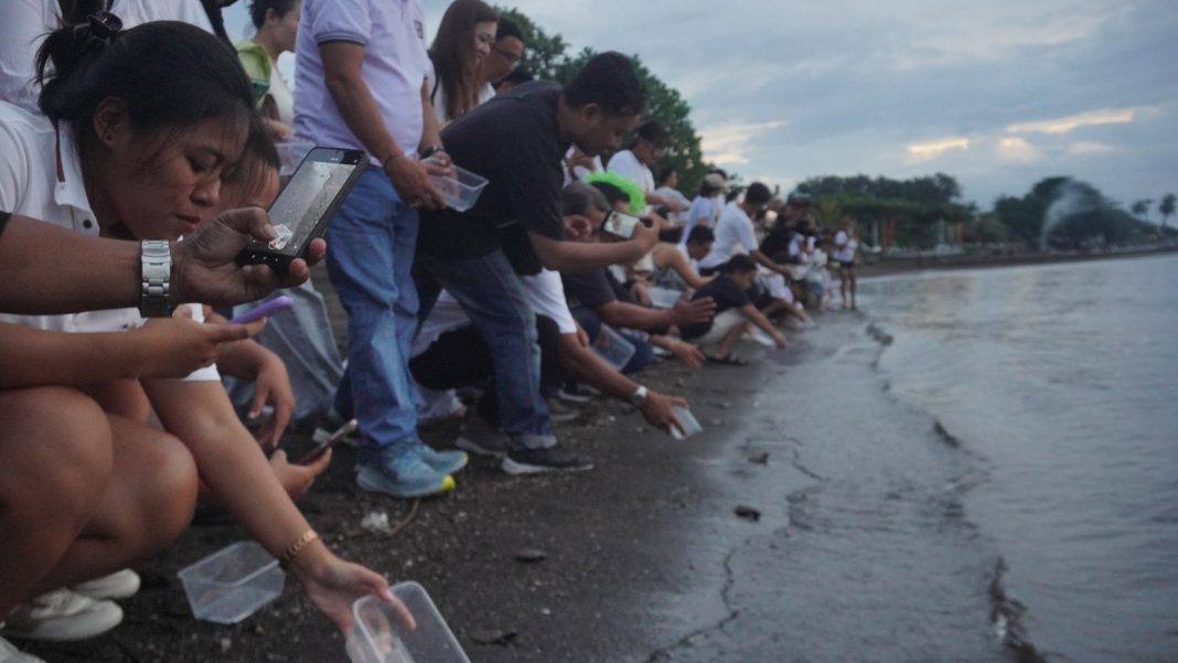 Tumpek Krulut di Lovina Haven Beach, 50 Tukik Meluncur ke Lautan Lepas