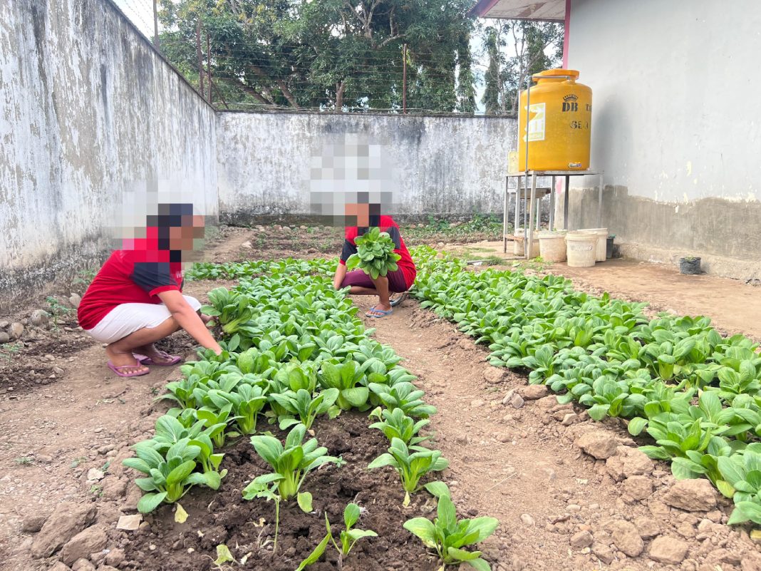 Berhasil Olah Pertanian, Warga Binaan Wanita Lapas Atambua Panen Sayur
