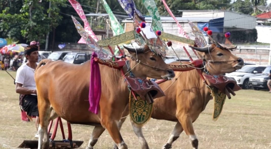Parade Sampi Gerumbungan Meriahkan Lovina Festival 2025, Wujud Nyata Pelestarian Budaya Buleleng