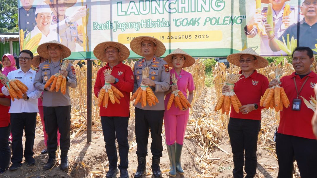 Pemkab Buleleng dan Polres Buleleng Panen serta Launching Jagung Goak Poleng