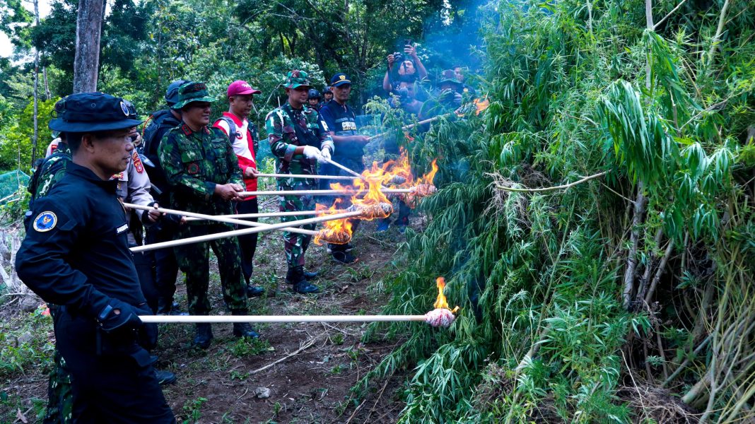 BNN RI Musnahkan 2 Hektar Lahan Ganja di Aceh Besar