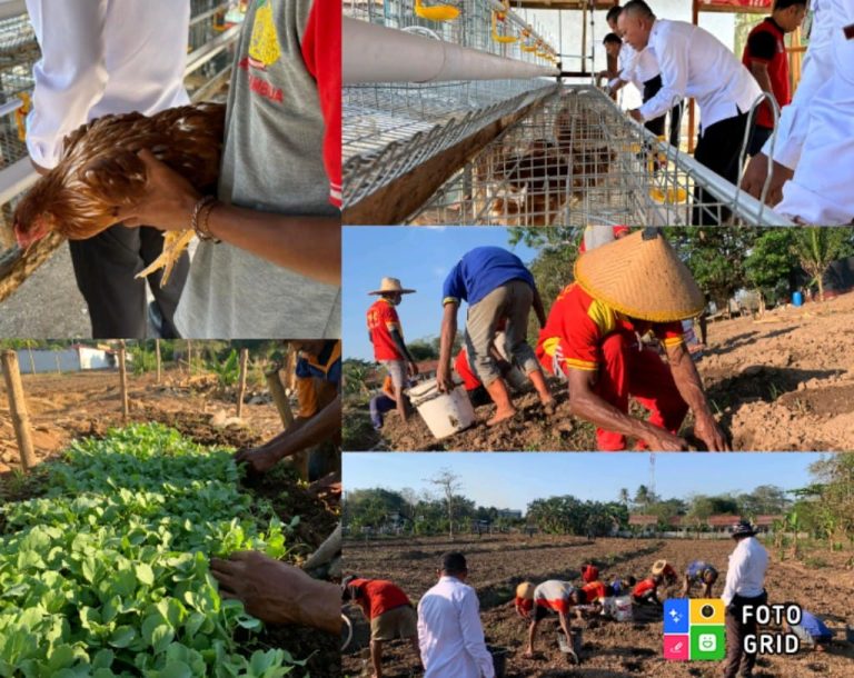 WBP Lapas Atambua Tanam Bibit Sayuran di Lahan 2 Hektar dan Siap Produksi Telur Ayam