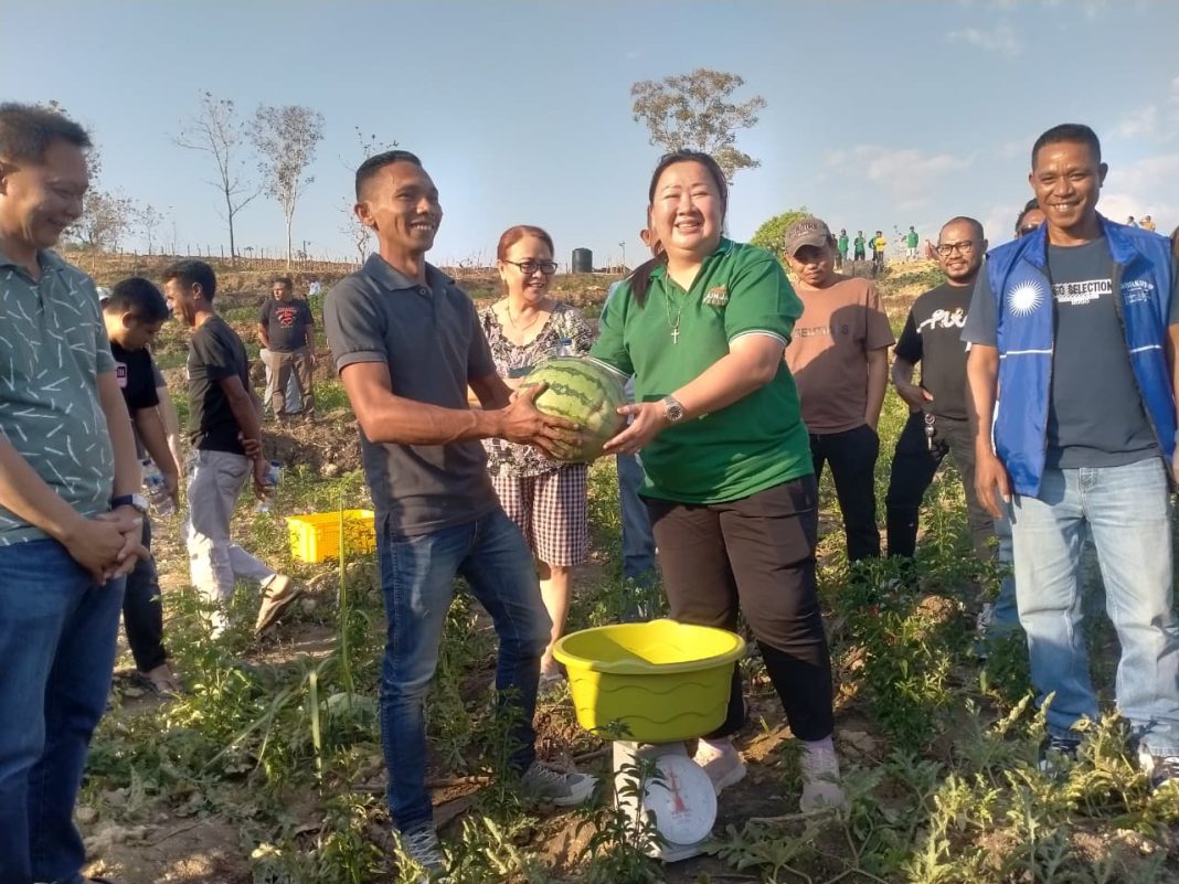 Bukti Nyata Bangun Sektor Pertanian dan Peternakan, Jane Natalia Suryanto Panen Perdana 15 Ton Hortikultura dan Berhasil Serap Tenaga Lokal
