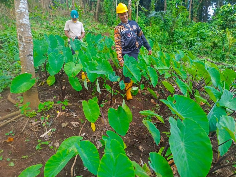 KPH Bali Utara Klarifikasi Isu Pembabatan Hutan di Desa Ambengan