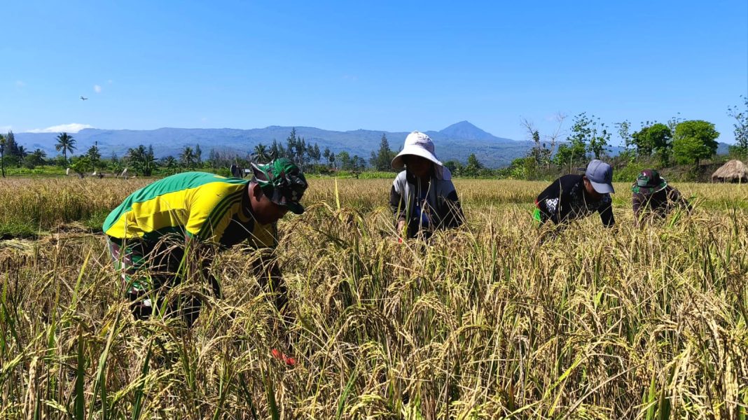 Kepedulian TNI di Perbatasan, Prajurit Satgas Yonarmed 12 Kostrad Pos Turiskain Bantu Warga Panen Padi
