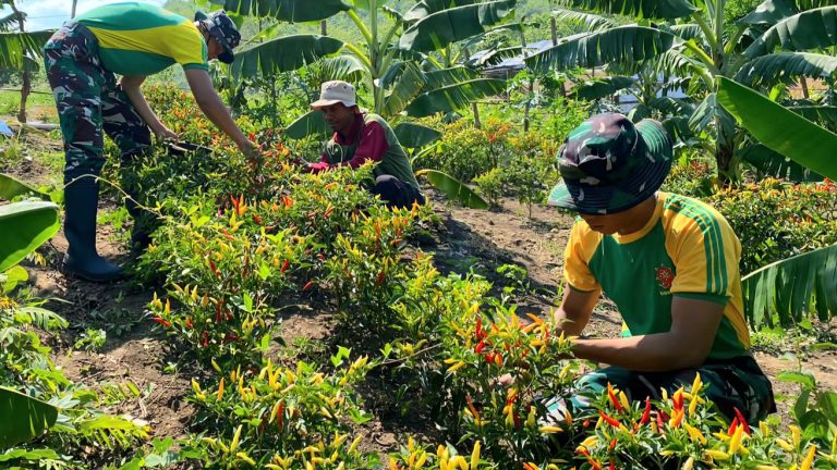 Satgas Yonarmed 12 Kostrad Turun ke Kebun Bantu Petani Fatuba’a Panen Cabai