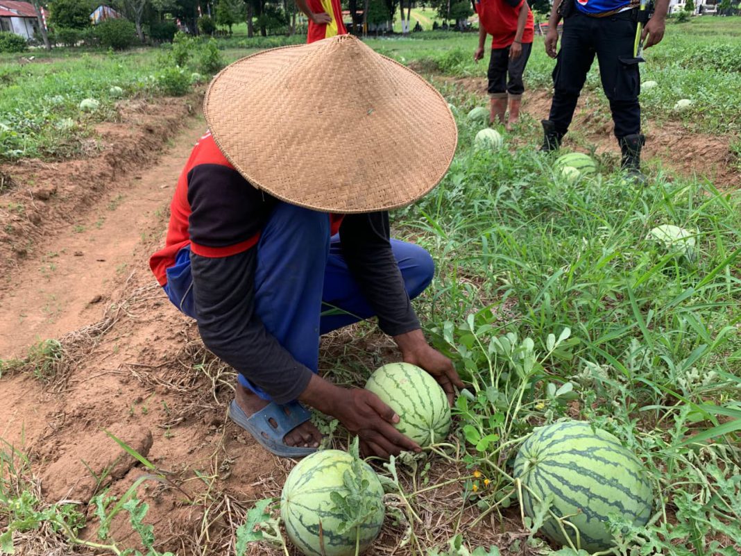 Pembinaan Kemandirian, Lapas Atambua Panen Semangka Hasil Produktivitas WBP