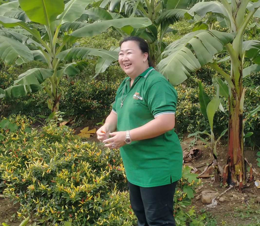 Tak Pernah Padam Wujud Komitmen Jane Natalia Suryanto untuk Bumi Flobamorata, Kebun di Belu Panen Raya dan Berhasil Berdayakan 50 Tenaga Lokal