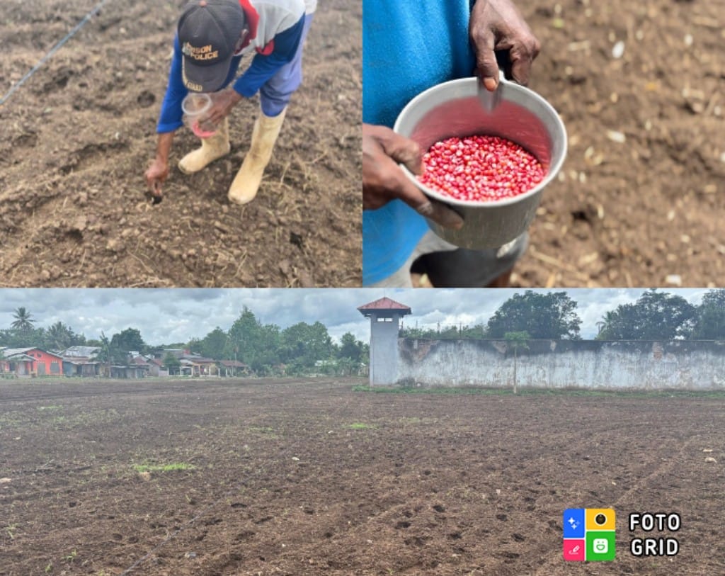 WBP Tanam Jagung Hibrida di Musim Hujan, Wujud Ketahanan Pangan Mandiri Lapas Atambua
