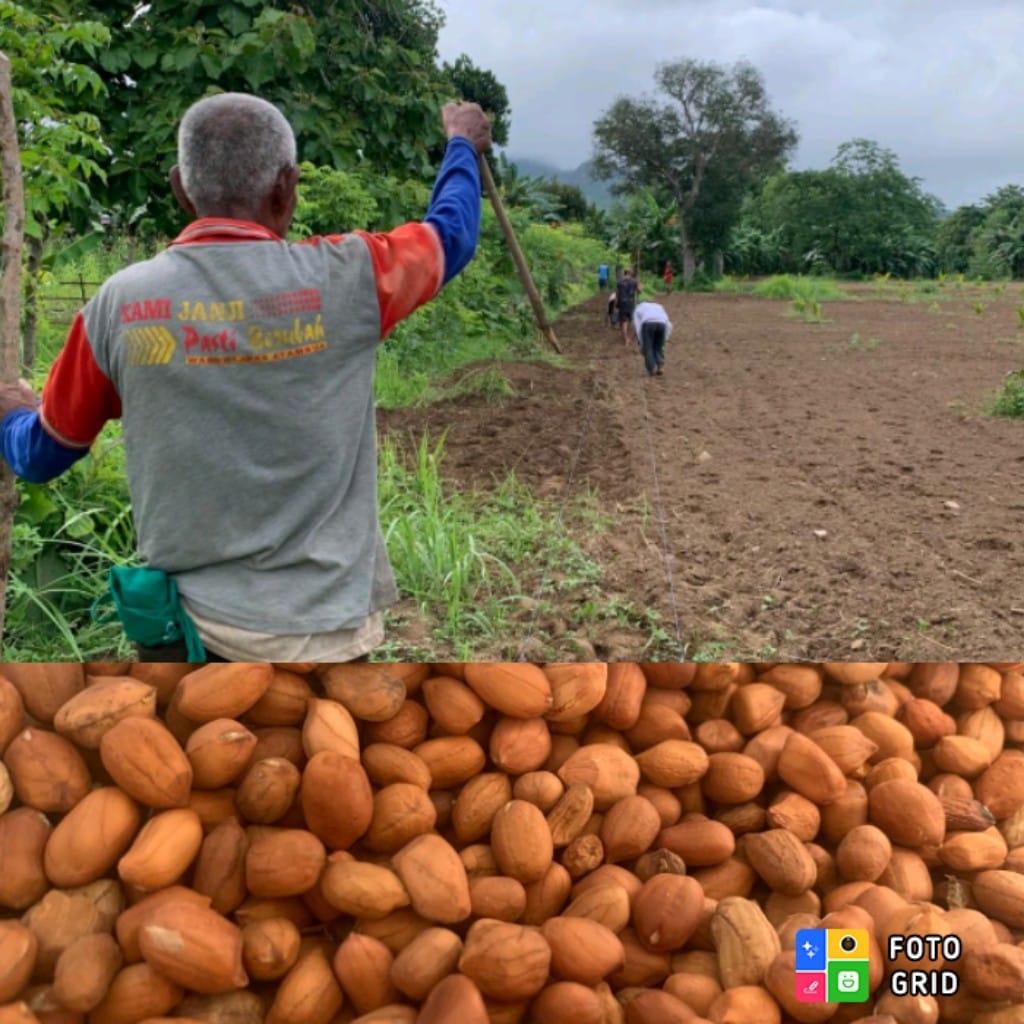 Olah Lahan 800 Meter Persegi, Lapas Atambua Perkuat Kemandirian Warga Binaan Dengan Tanam Kacang Tanah