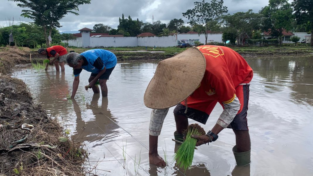 Awal Tahun 2026, Lapas Atambua Tanam Padi 1,2 Hektare di Lahan SAE untuk Perkuat Ketahanan Pangan
