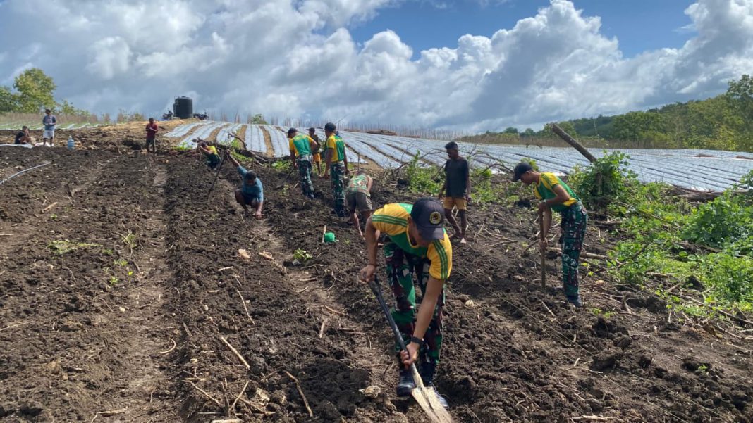 Perkuat Ketahanan Pangan Perbatasan, Satgas Yonarmed 12 Kostrad Gelar Karya Bhakti Pertanian