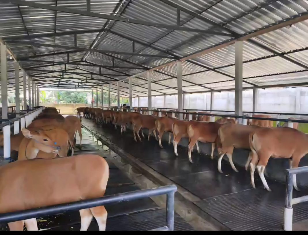 Kuota Pengiriman Cepat Habis, Distan Pangan Bali Pastikan Pengeluaran Sapi Berdasarkan Analisis Populasi