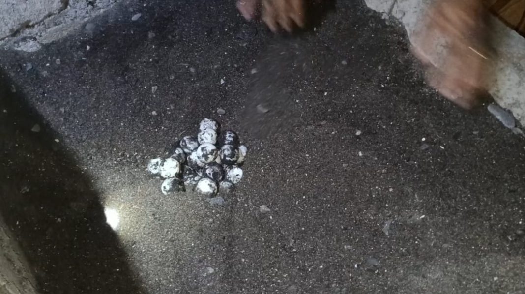 Ratusan Telur Penyu Hijau Dievakuasi di Pantai Banyuasri
