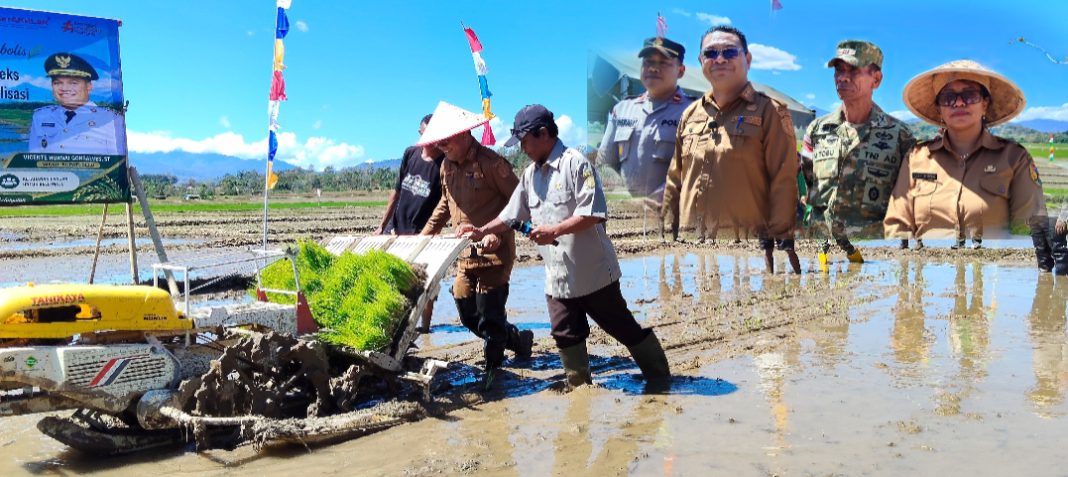 Sukseskan MT II, Dinas Pertanian Belu Pacu Produktivitas Lahan dengan Terapkan Pertanian Modern