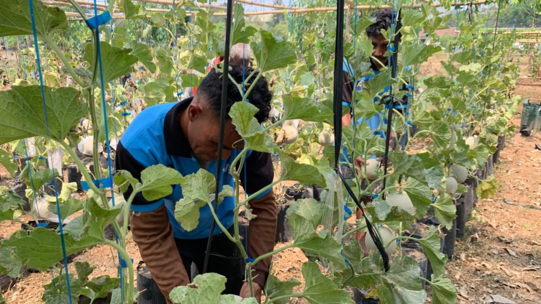 Lapas Atambua Panen Raya 400 Kg Melon Hasil Karya Warga Binaan