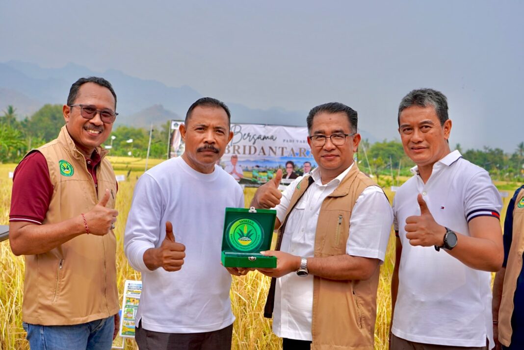 Buleleng Panen Padi Bridantara 8, Tembus 10 Ton per Hektare di Tengah Kemarau